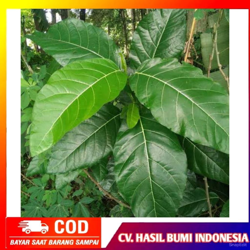 

Daun Awar Awar Segar Organik Fresh Dipetik Dadakan