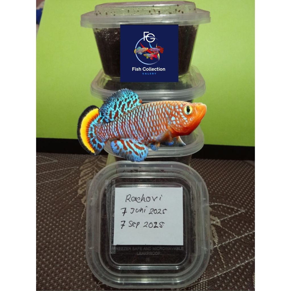 

TELUR KILLIFISH RACHOVII BEIRA 98 SIAP DI TETESKAN ISI 50