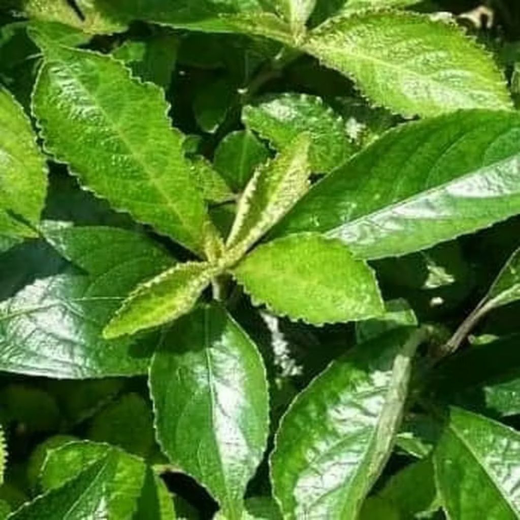 

daun keji beling daun pecah beling fresh 250