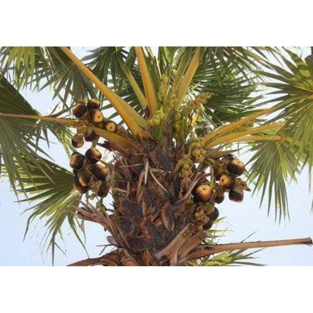 

jual buah Siwalan / buah lontar