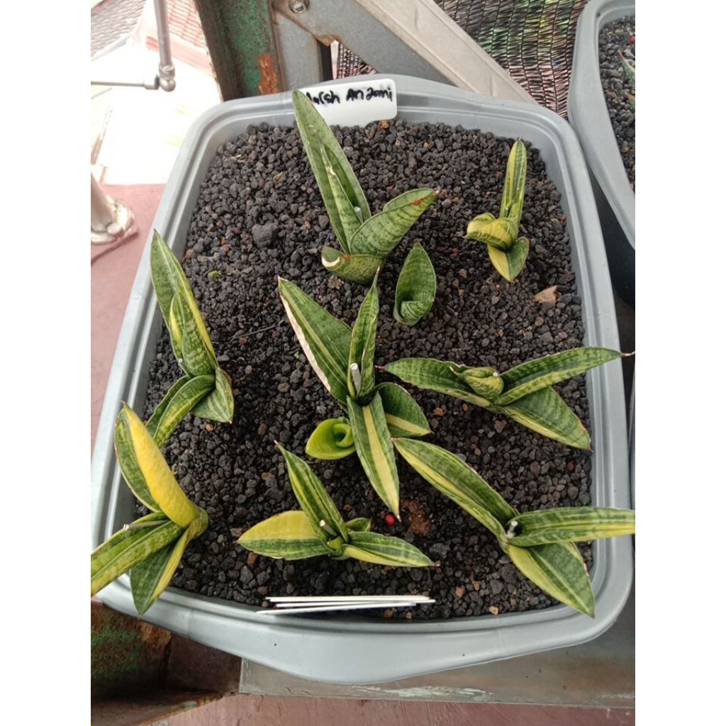sansevieria marsha anjani variegata lidah mertua marsha anjani var