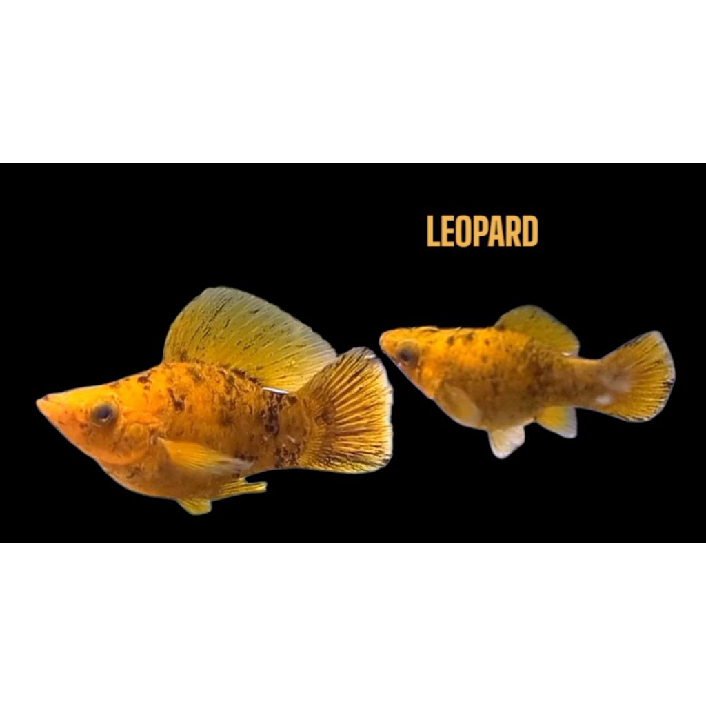 molly Ballon Leopard