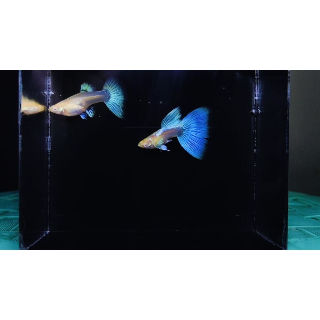 ikan hias guppy albino sky blue sepasang