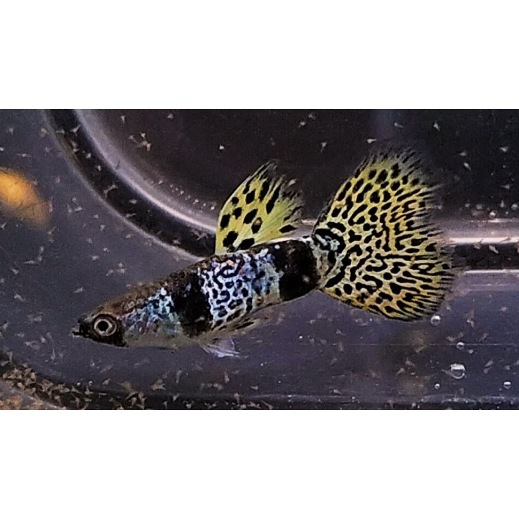 ikan hias guppy yellow tiger king cobra sepasang