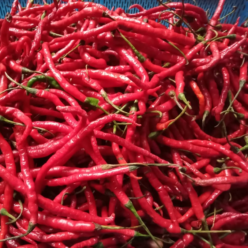 

Cabe merah keriting 1 kg fress / cabe merah lokal padang petikan petani