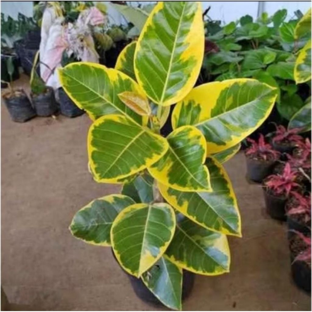 Tanaman Hias Karet Kebo Kuning - Tanaman Hias Karet Kebo Kuning Varigata - Tanaman Hias Indoor