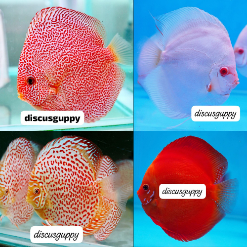 100 E Discus 4inch MIX SAMEDAY - Enhanced Edition