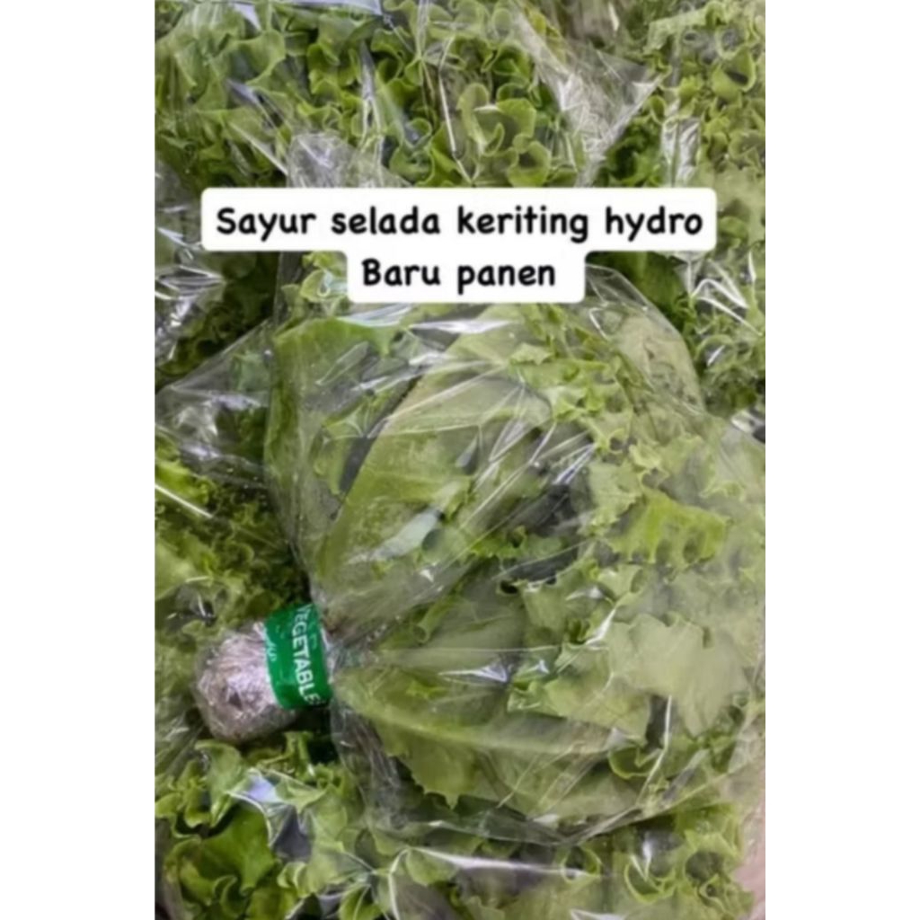 

sayur selada hidroponik segar fress bppn