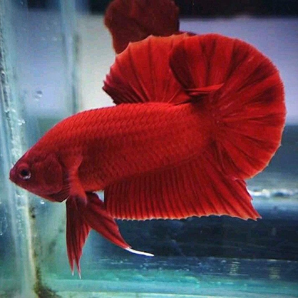 CUPANG PLAKAT SUPER RED