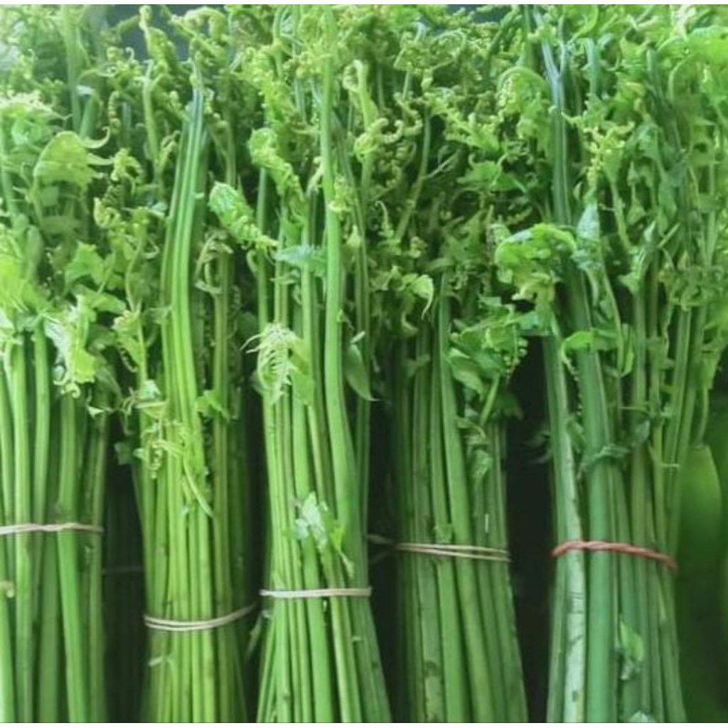 

pakis sayur segar perikat netto 250 gram