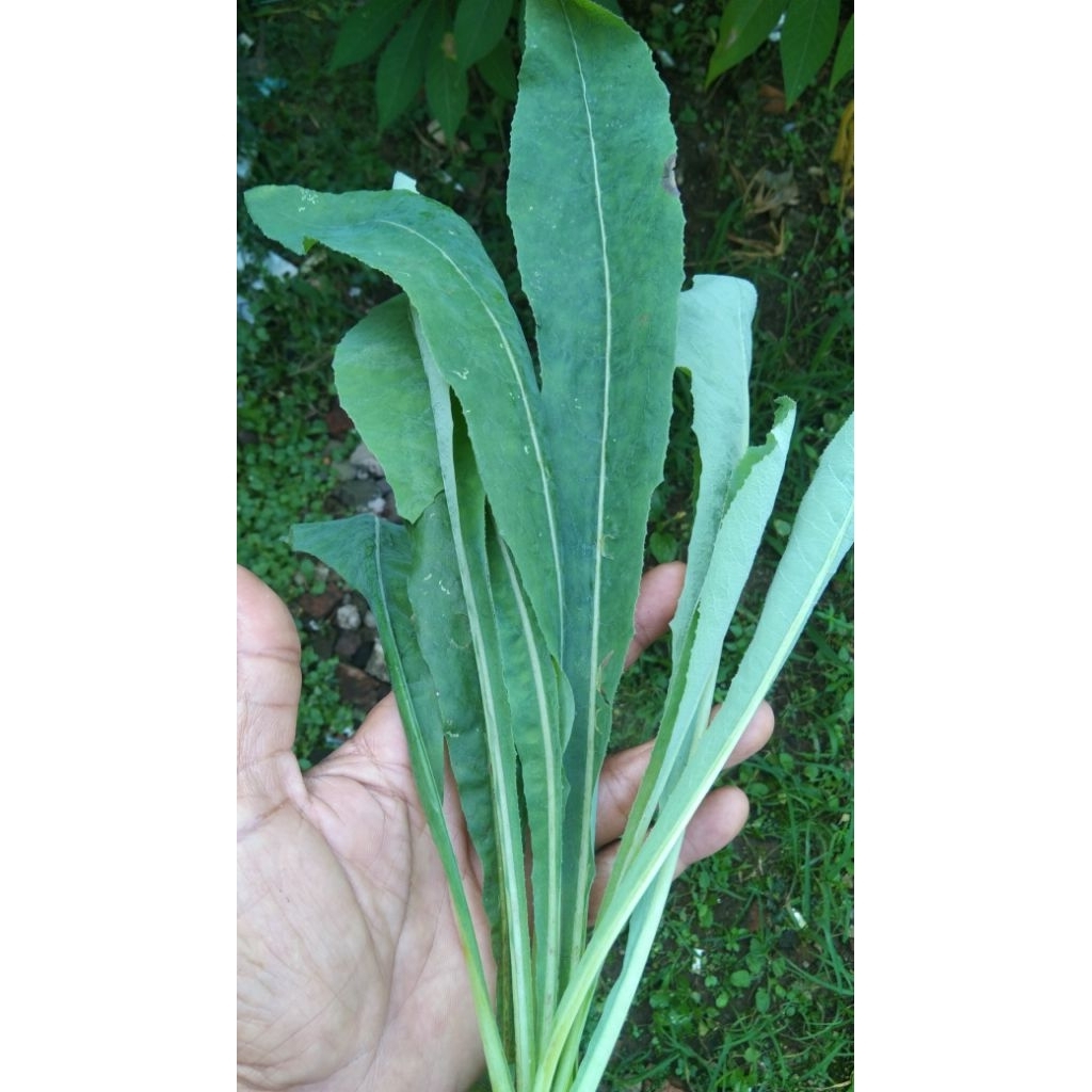 

Tempuyung segar (Jombang lalaki/lempung rayana/lampenas galbug) 30 lembar