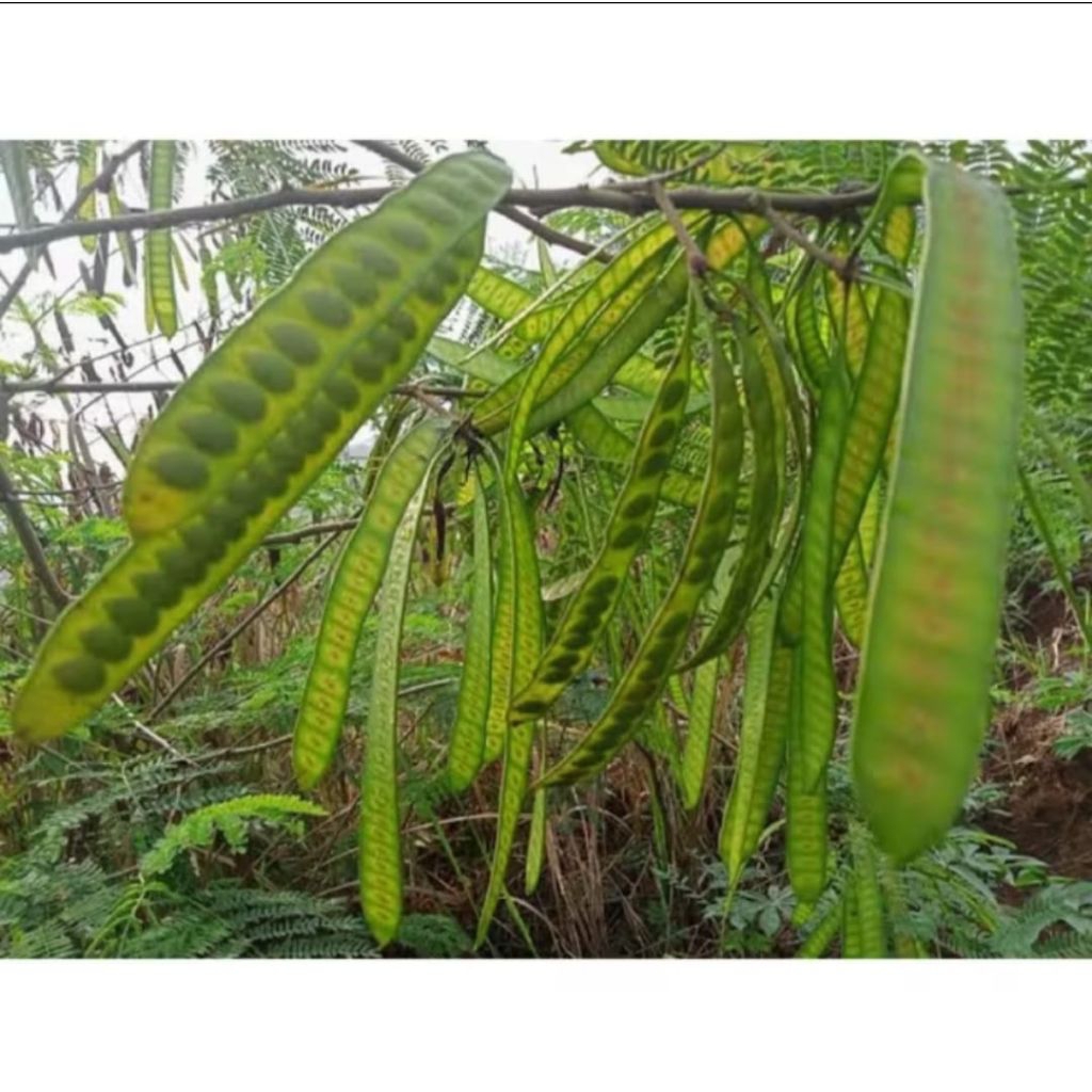 

pete cina/pete selong/lamtoro isi 20 papan