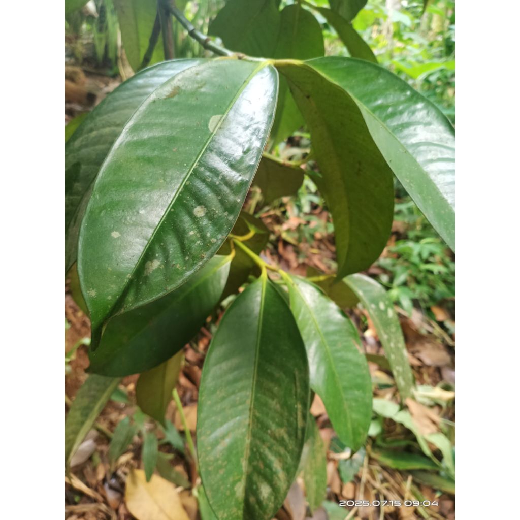 

daun manggis segar 250 gram