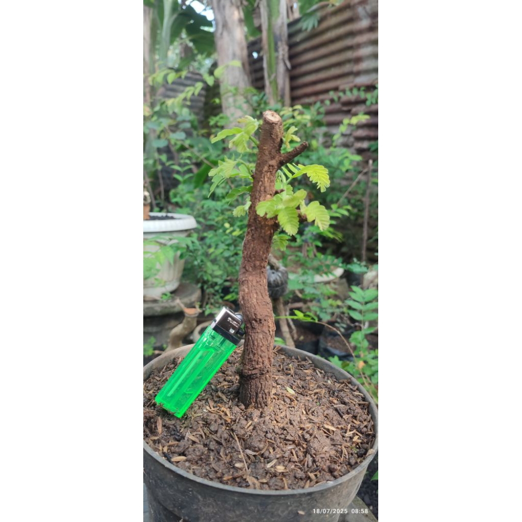 bonsai asem jawa bahan dongkelan ukuran mame