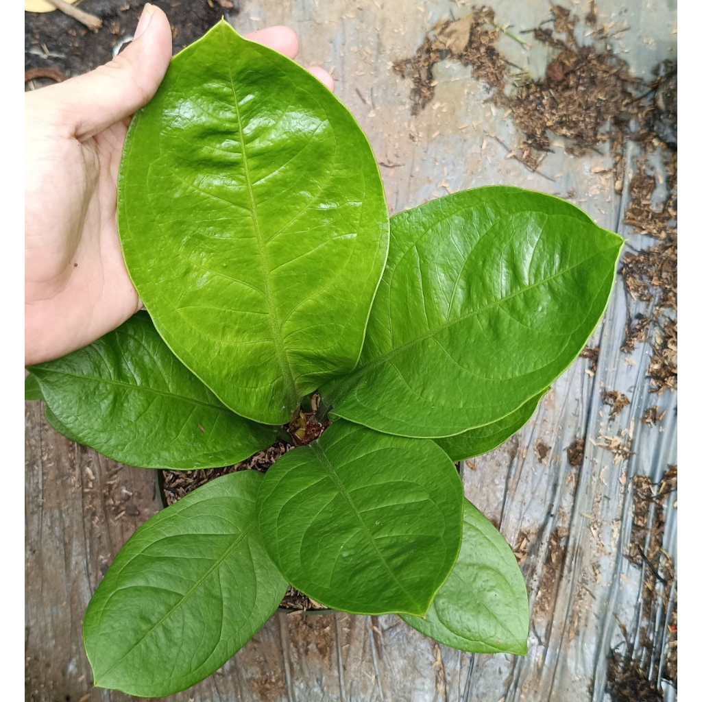 Anthurium Jemani Mangkok Hybrid - Tanaman Hias Anthurium Jenmanii Mangkok Hybrid / Anthurium Mangkok