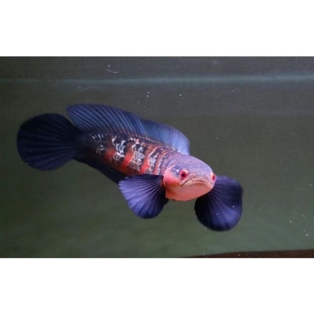 RED BARITO BABY Size 3-6cm