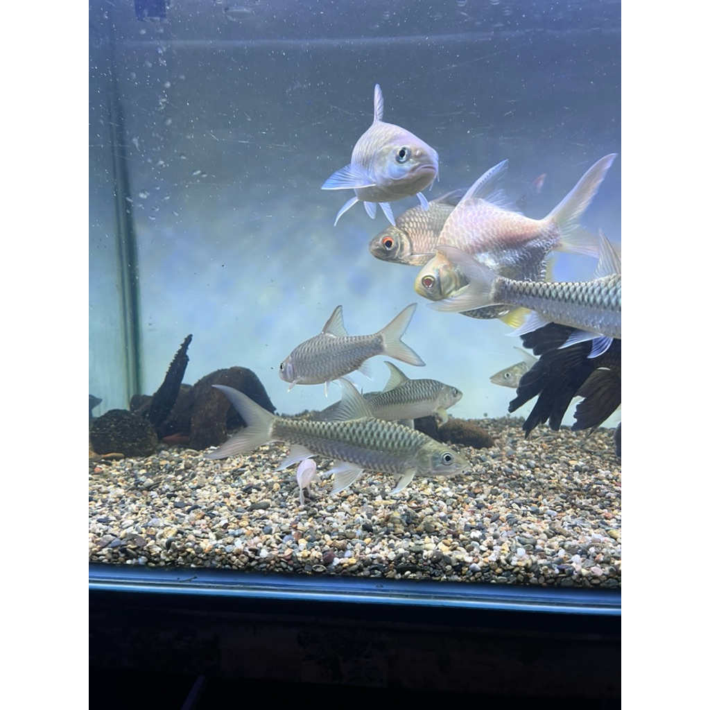 Tor Yinjiyang Sinensis Longtail