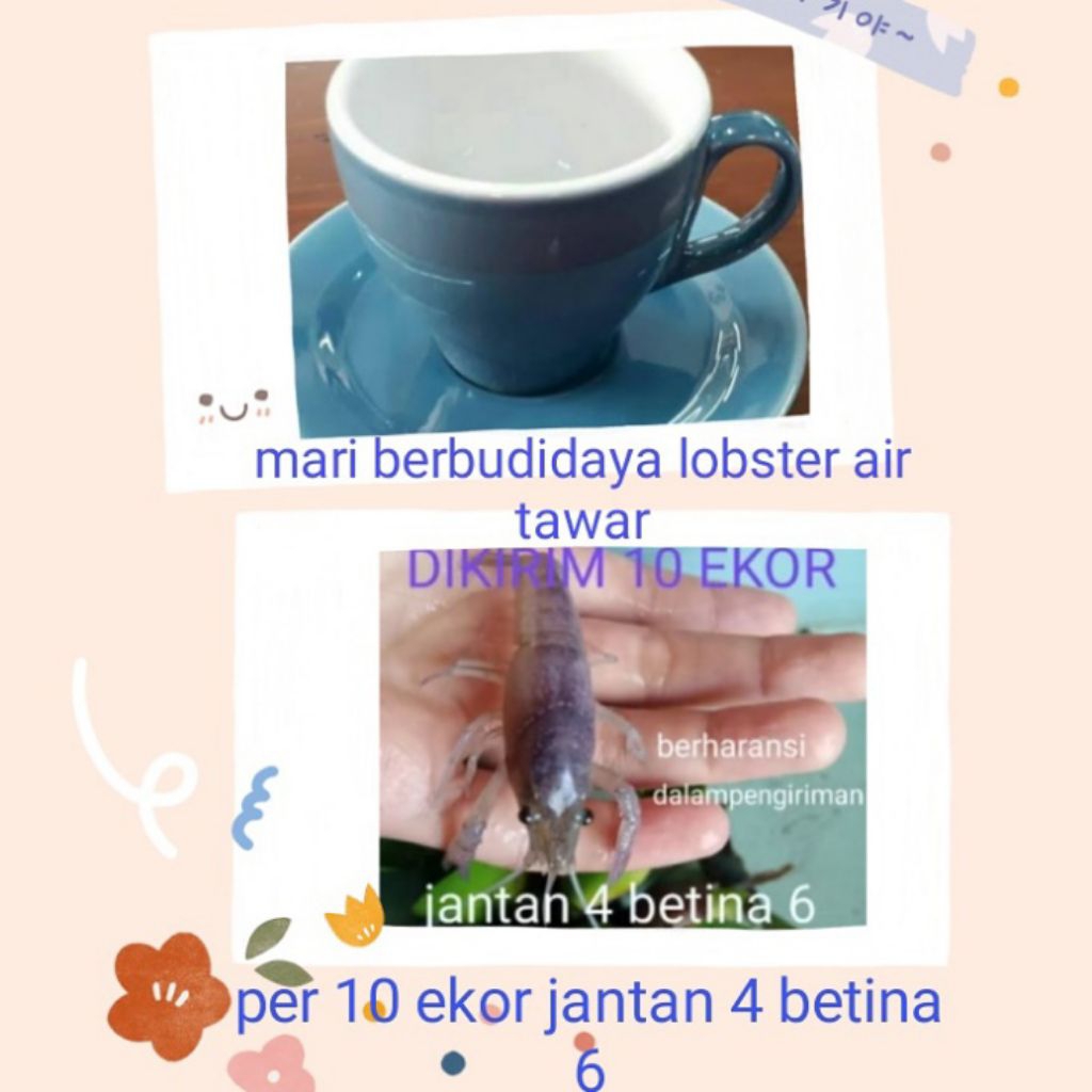 

Hiasan aku arium lobster air tawar per 10