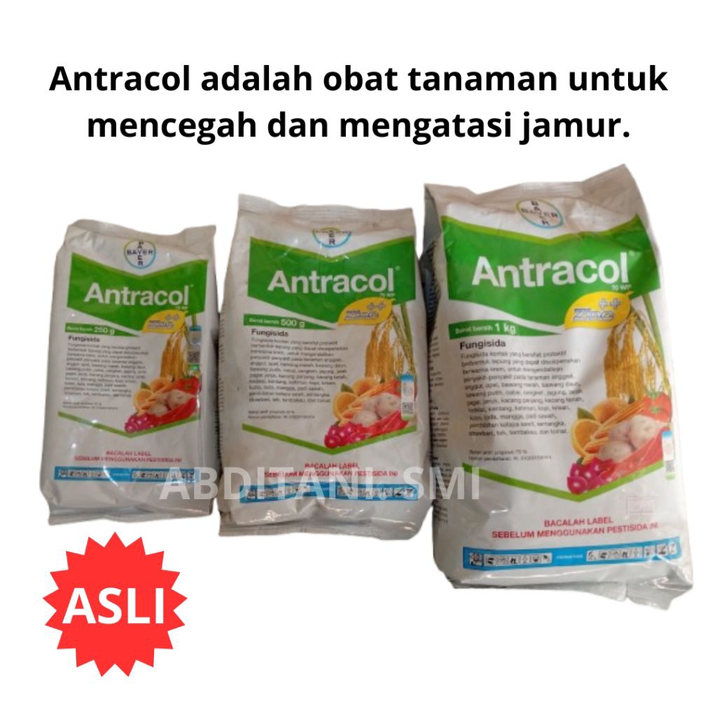 Antracol — Fungisida Kontak, Cegah Jamur & Lindungi Tanaman