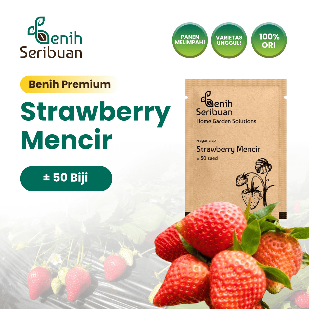 Benih Seribuan - Benih Buah Strawberry Mencir Cocok Dataran Rendah Unggul