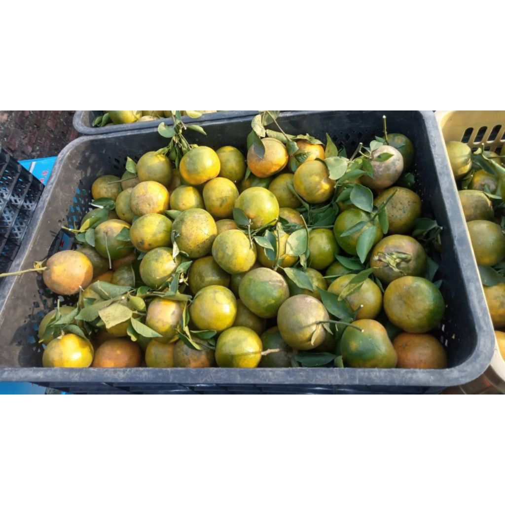 

Jeruk Siem 1kg