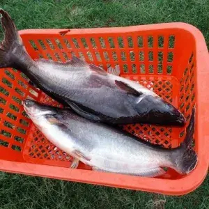 

Ikan patin Hidup 1kg