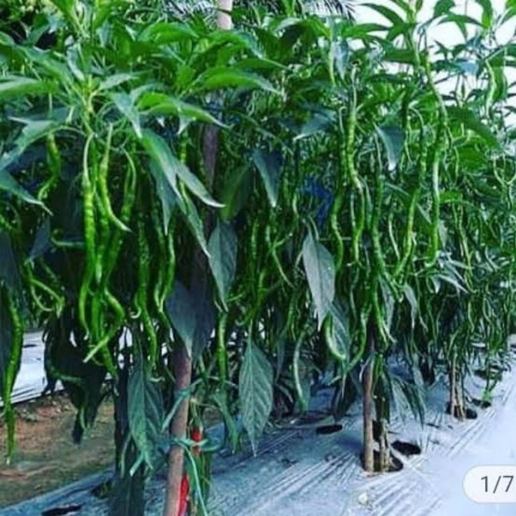 

15 BIJI CABE HIJAU KERITING/ CABE HIJAU PEDAS