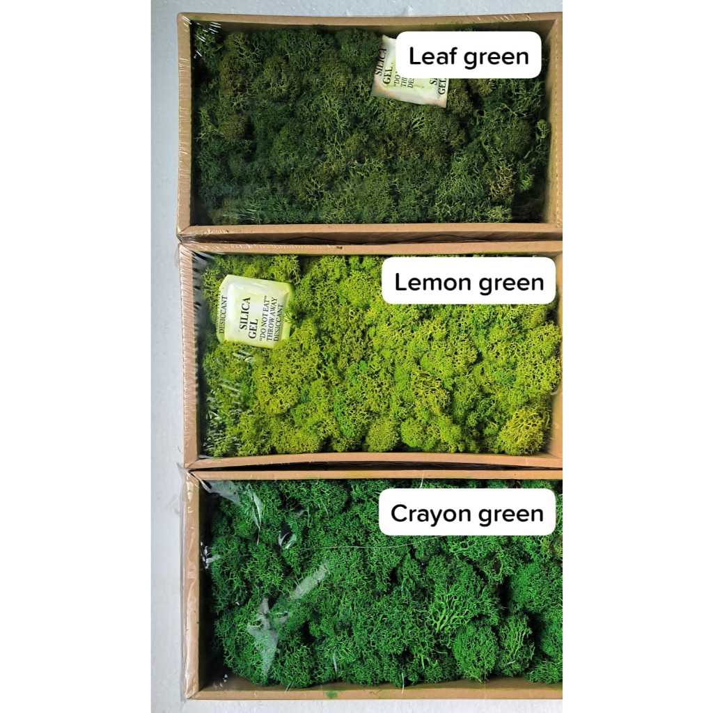 MOSS LUMUT/ LUMUT HIAS/ LUMUT PALSU/ MOSS KARPET/ JY MOSS BOX