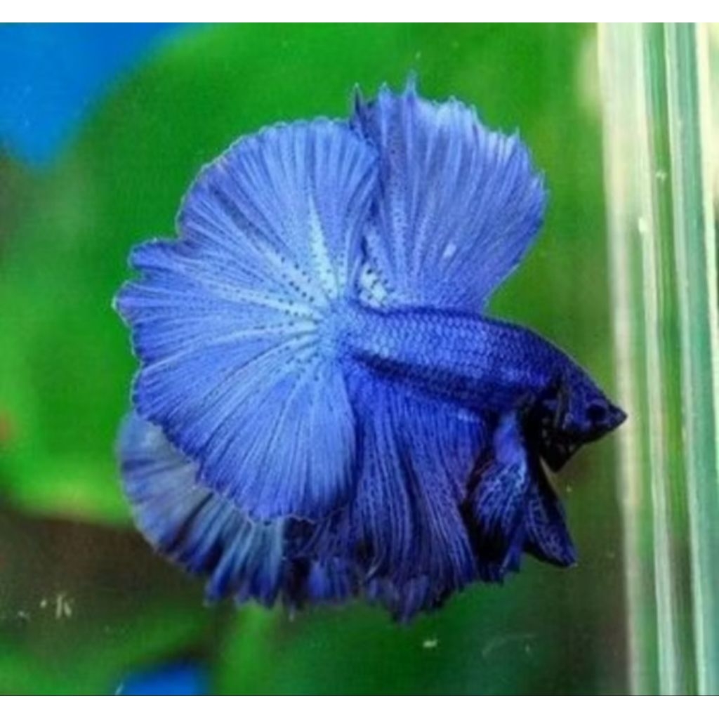 Halfmoon Blue royaL solid