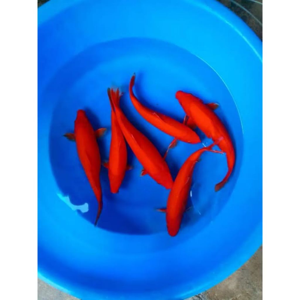 

Koi benigoi penjinak berkualitas paket 3 ekor