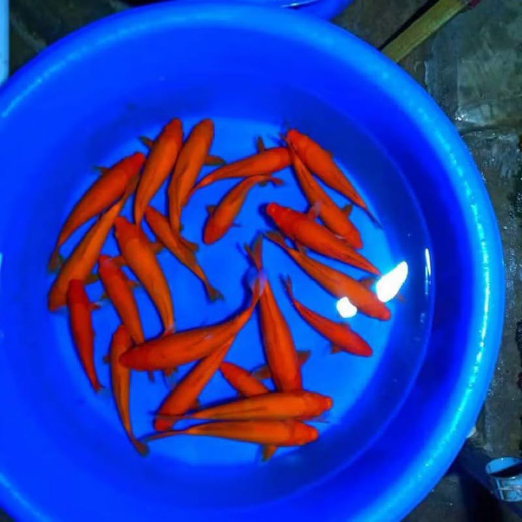 

Paket 6 ekor benigoi Grade A berkualitas