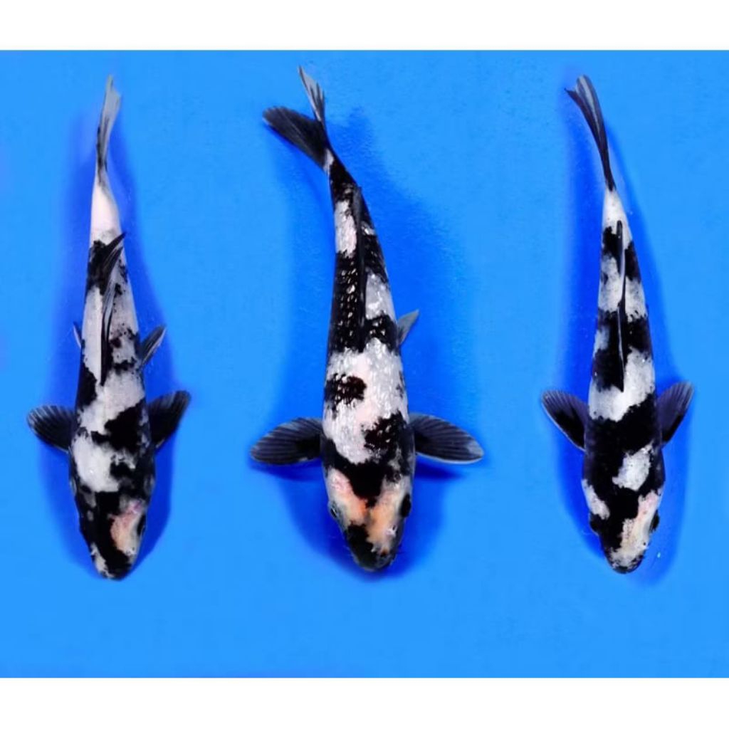 

Paket koi Shiro 3 ekor