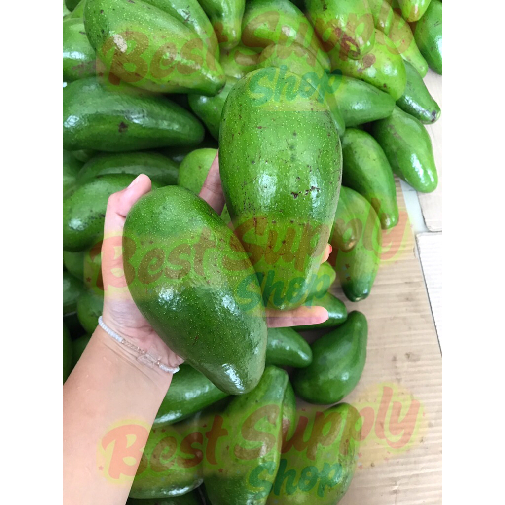 

ALPUKAT SIGER LAMPUNG TIMUR