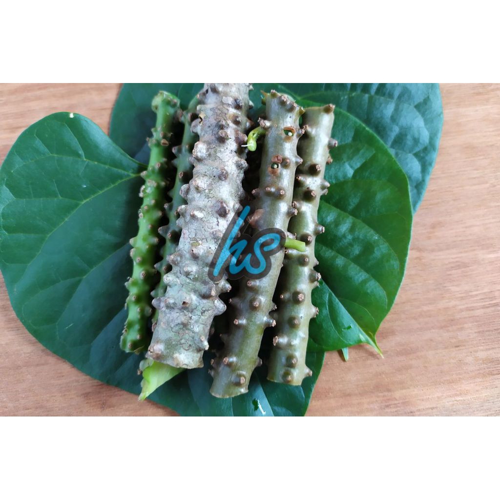 

Herbal Brotowali 300gr ,bratawali,Ali ali obat herbal berhasiat