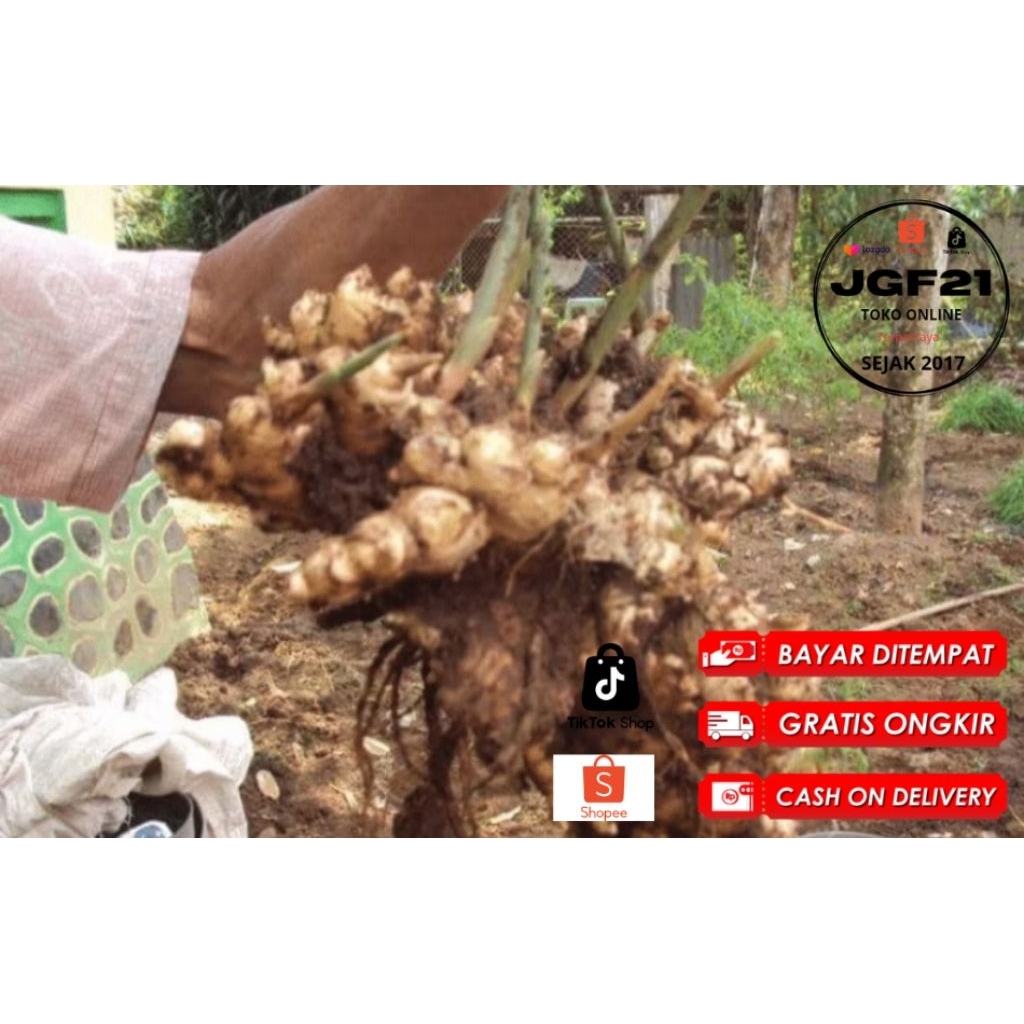 

TERMURAH NO.1 1000GR/1KG- JAHE EMPRIT- GAJAH- PARIS- JAWA- SUPER- SEGAR- PEDAS- MURAH- BUMBU DAPUR- KESEHATAN