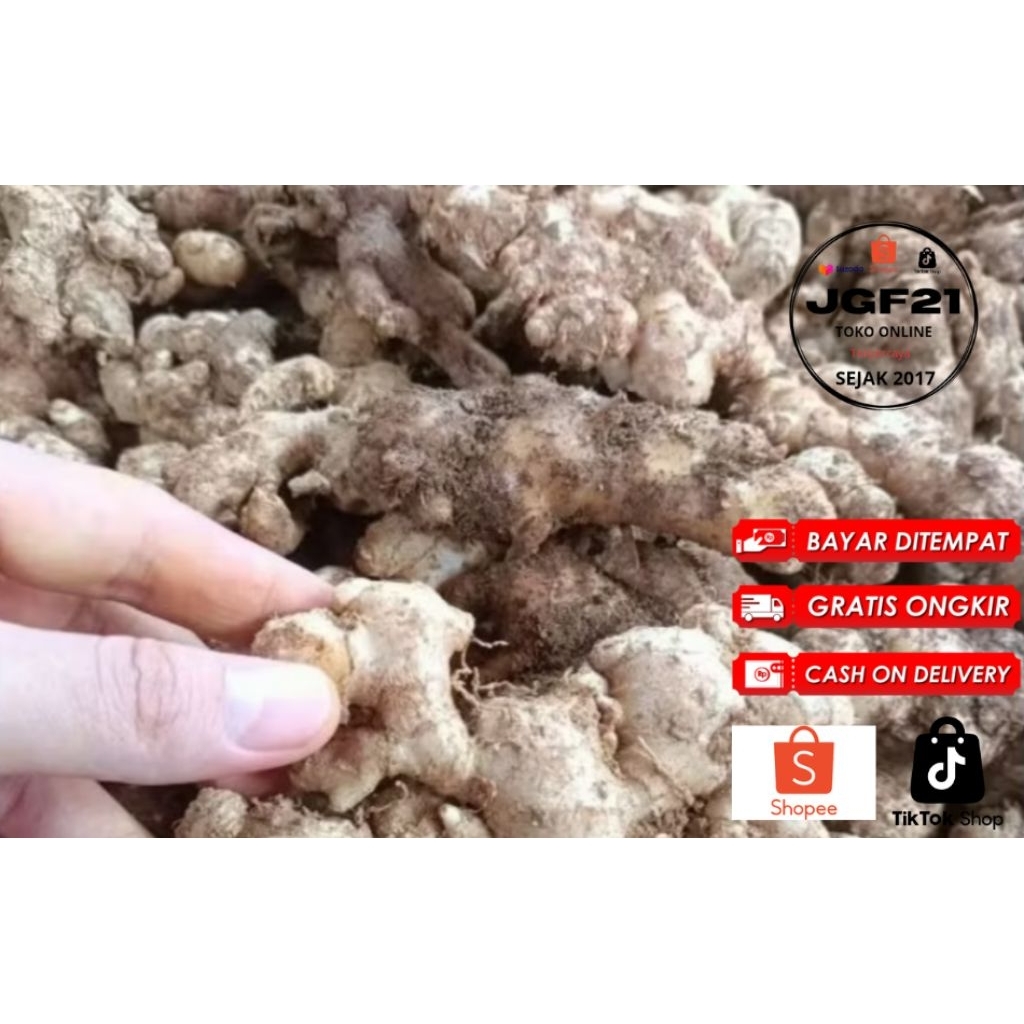 

TERMURAH NO.1 - 1000GR/1KG - JAHE EMPRIT- GAJAH- PARIS- JAWA- SUPER- SEGAR- PEDAS- MURAH- BUMBU DAPUR- KESEHATAN