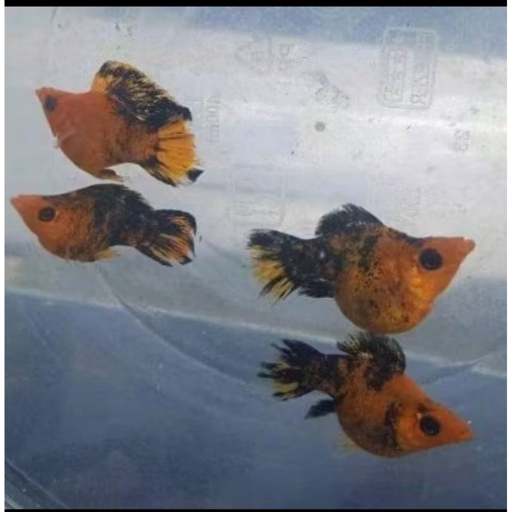 Hiasan akuarium molly golden black balon bondol