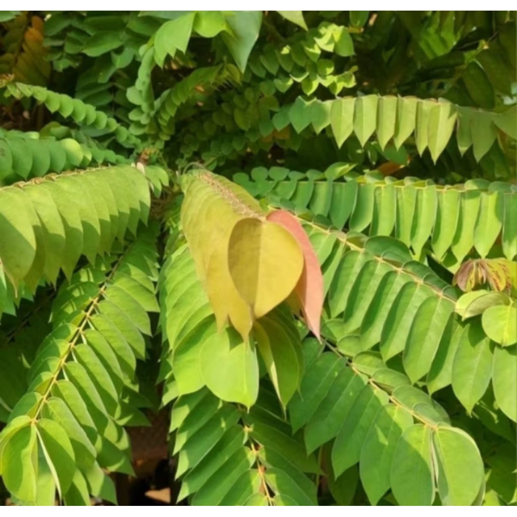 

daun belimbing manis langsung petik 250 gram