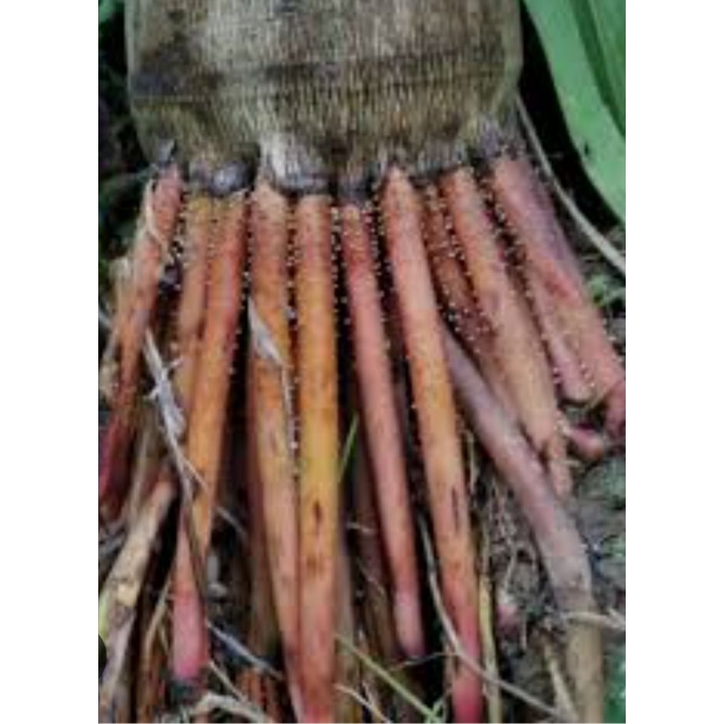 

akar pinang segar 1 kg