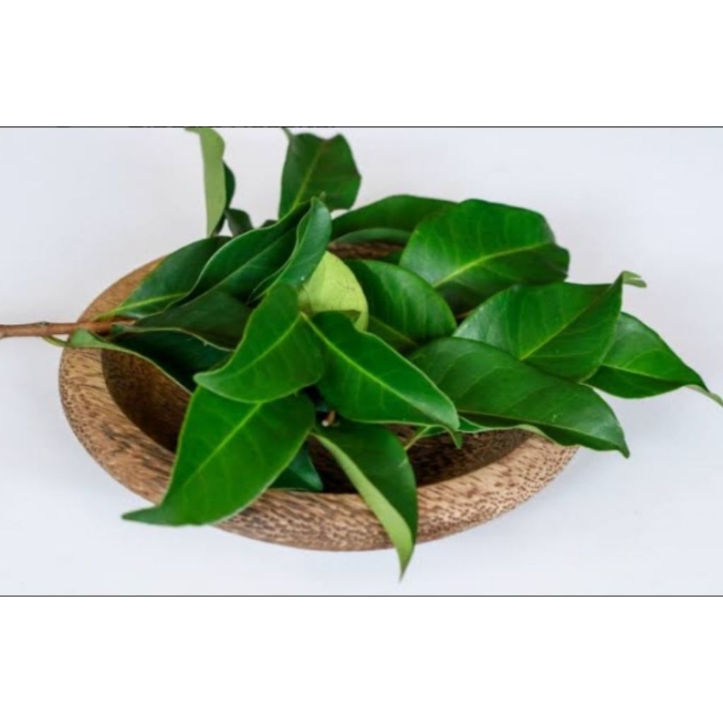 

daun salam segar fresh