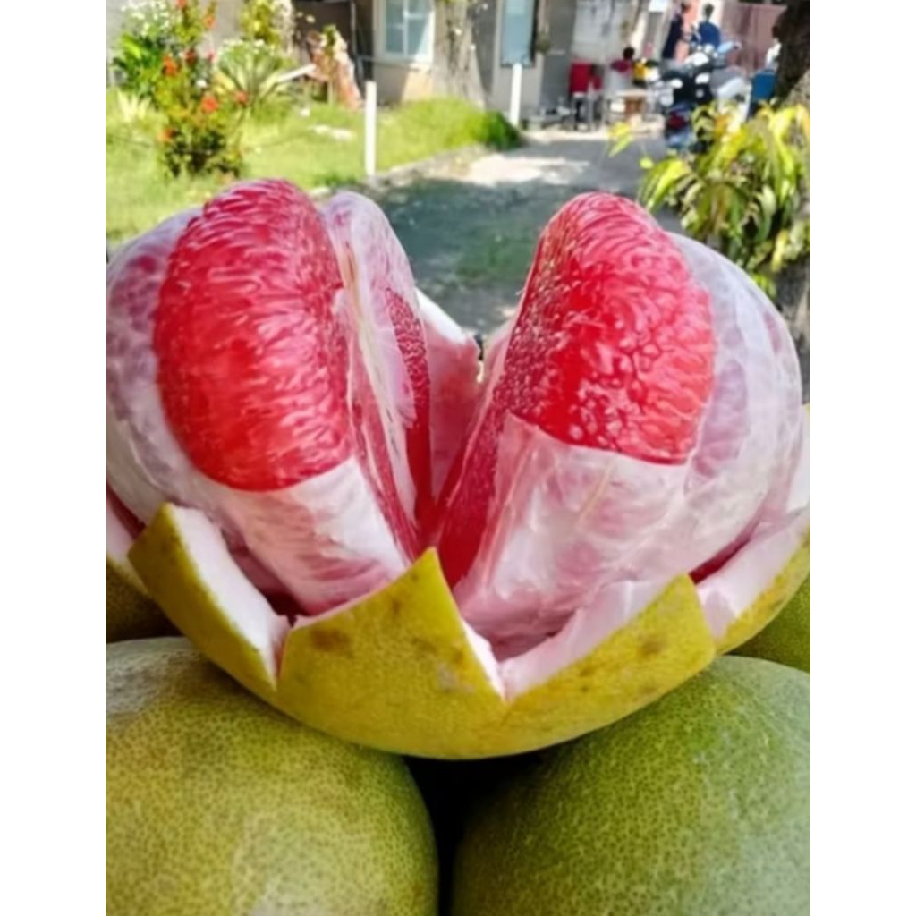 

JERUK BALI MADU JUMBO 1 PCS.