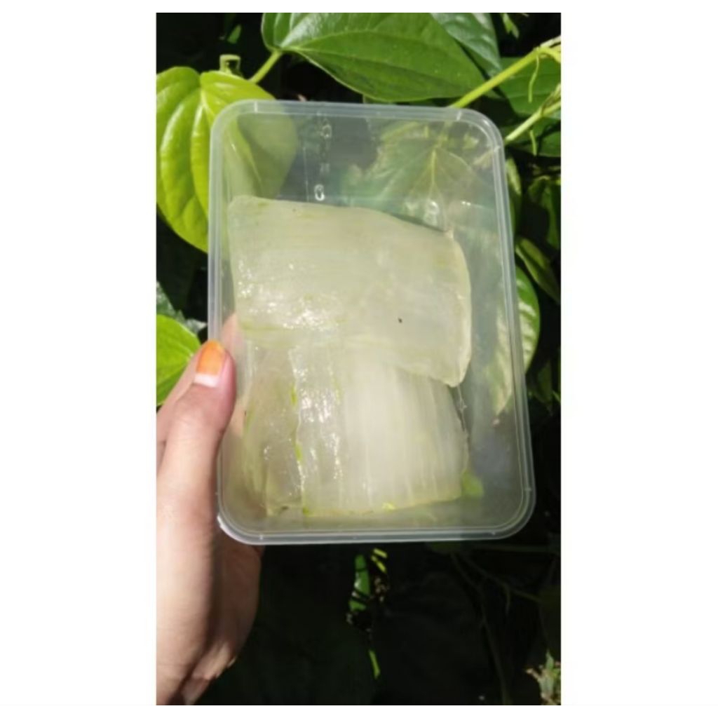 

Lidah buaya / Alovera kupas 500gram