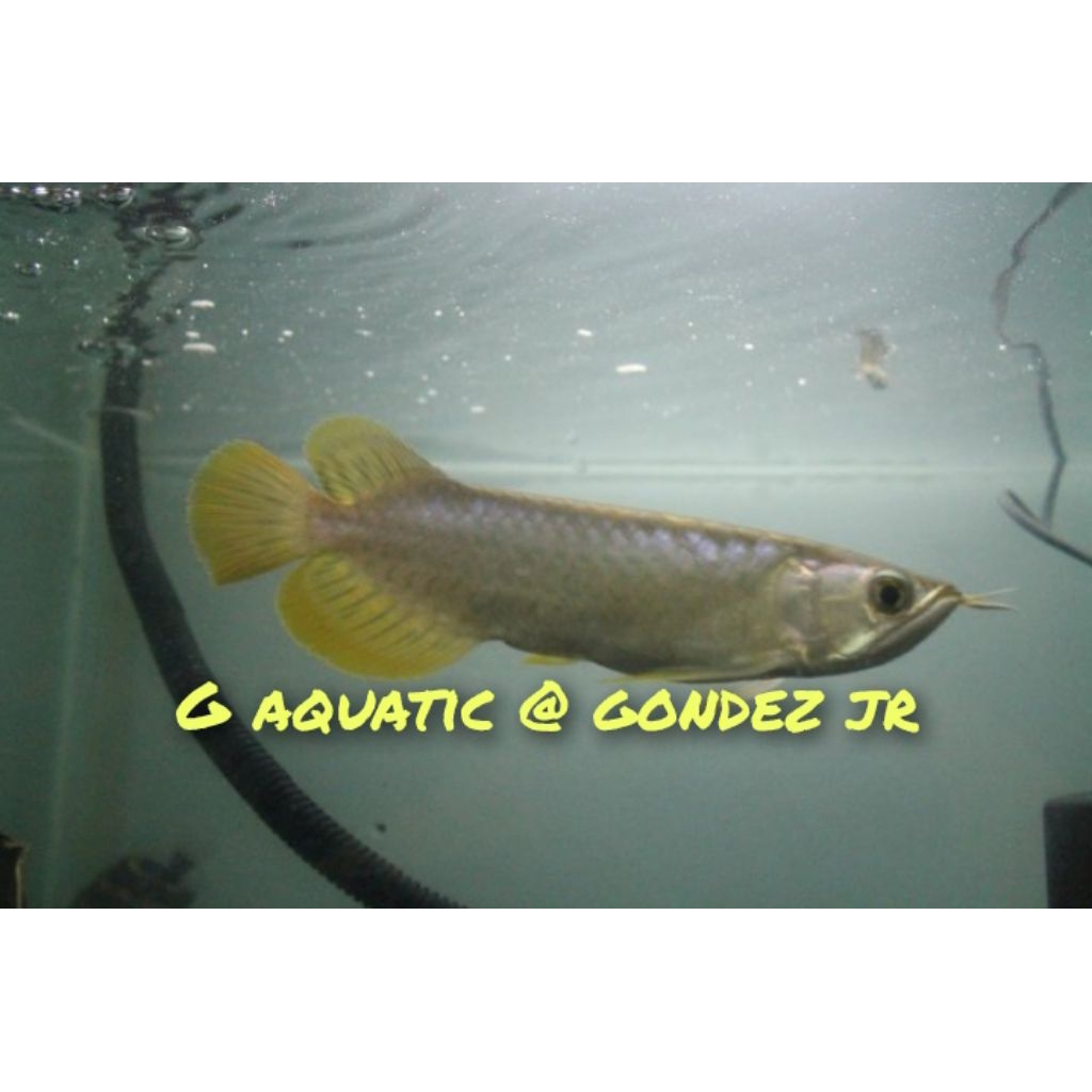 ikan arowana Banjar red size 14-15 cm