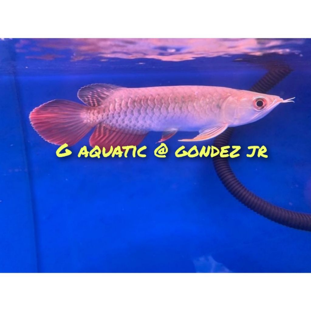 ikan arowana super red size 9-10cm
