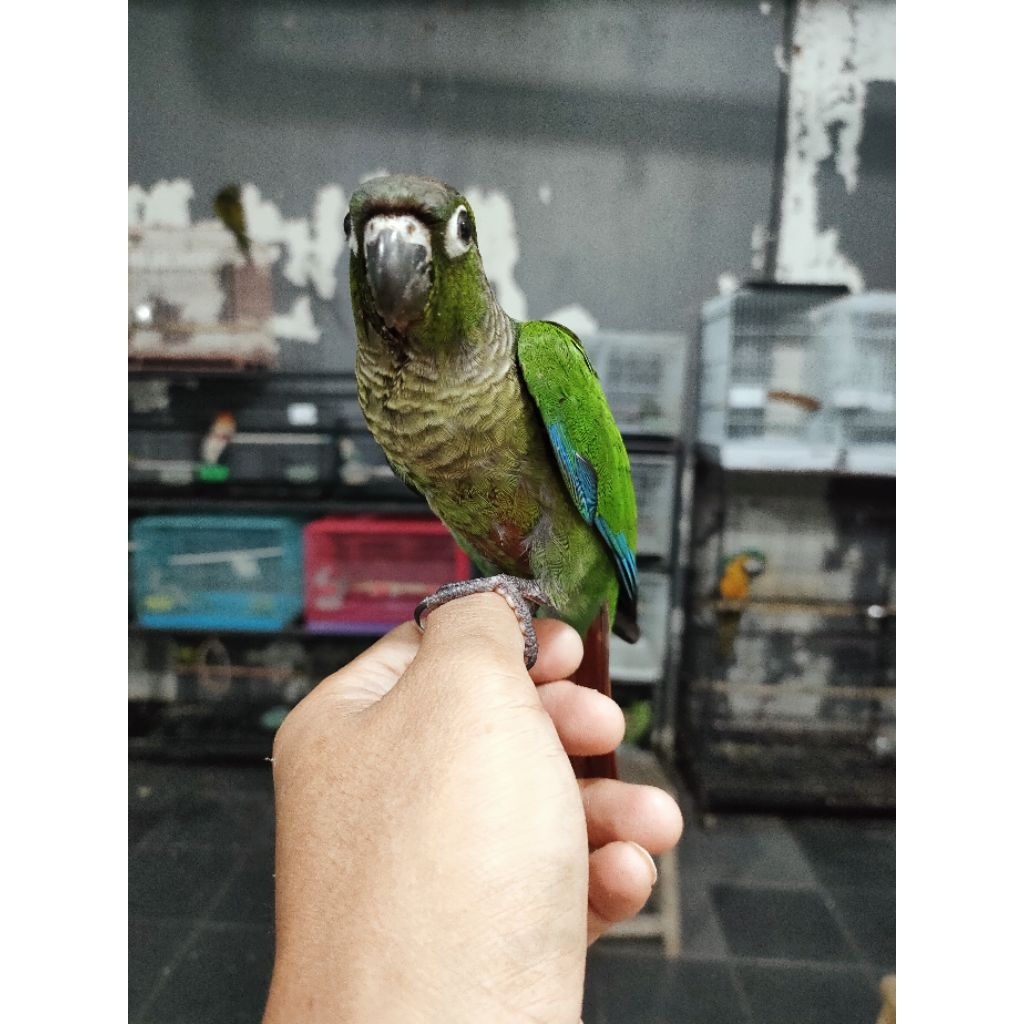 BABY BURUNG CRIMSON BLACKCAPPED CONURE,  GREEN CHECKED CONURE