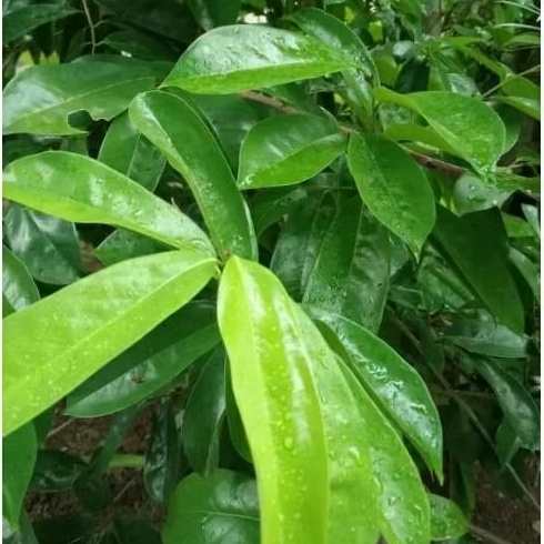 

TERMURAH DAUN SIRSAK 50 LEMBAR 100 / 300 LEMBAR SEGAR MURAH.