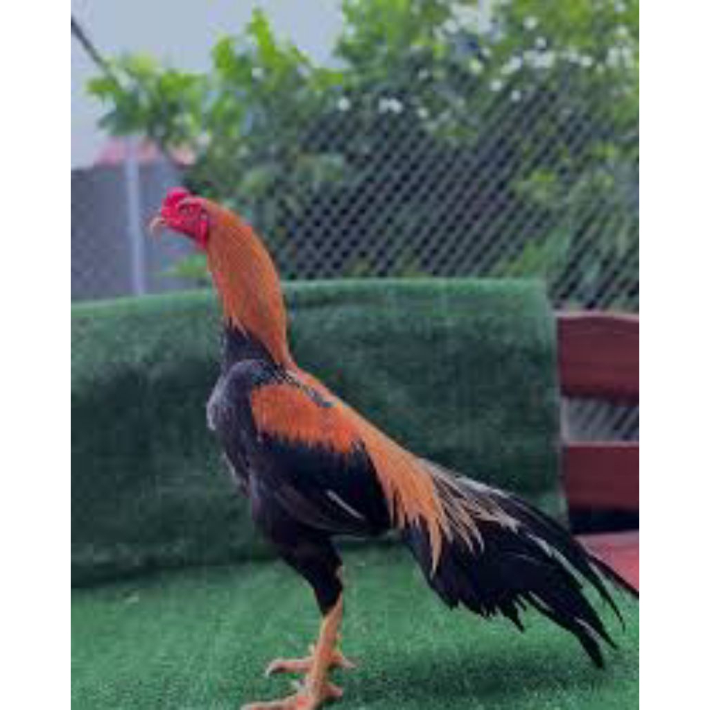 

paket hemat 6 telur ayam Bangkok wiring kuning siap buat ditetaskan