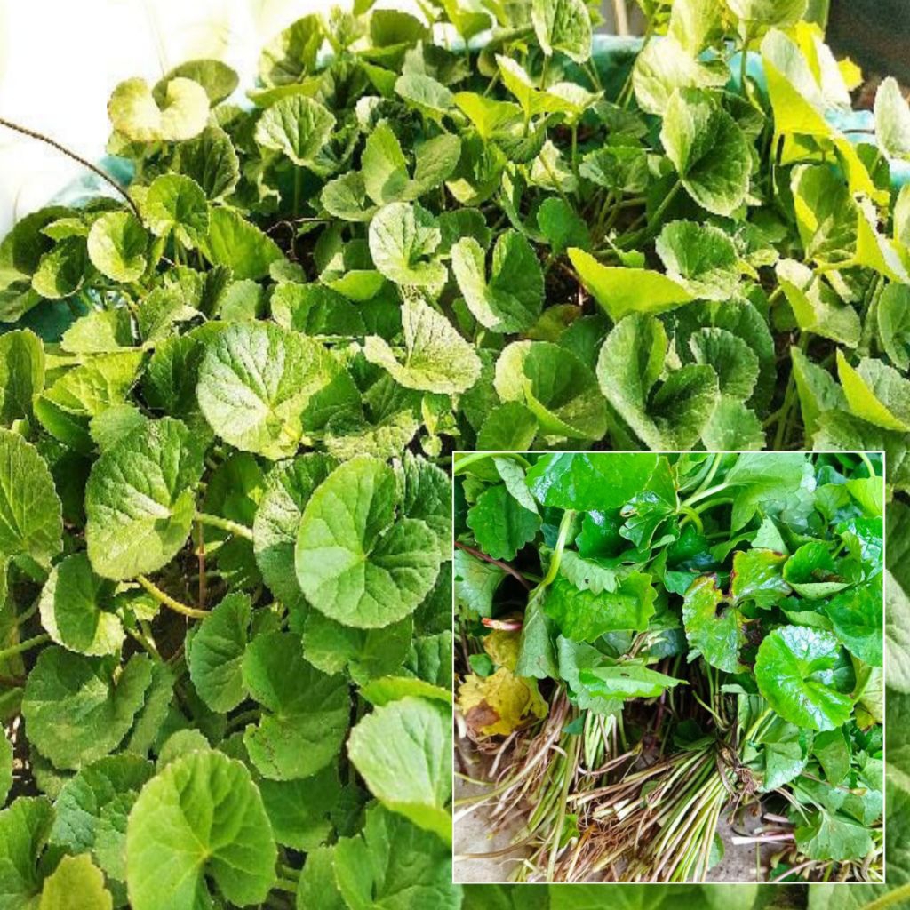 

Daun antanan daun pegagang lalapan segar