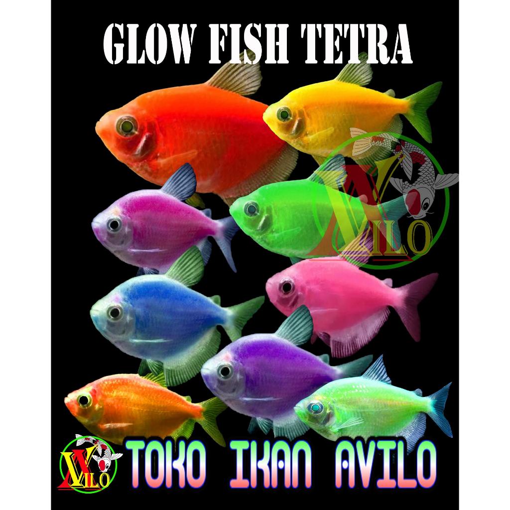 avilo ikan hias rainbow warna size kecil aquascape fish