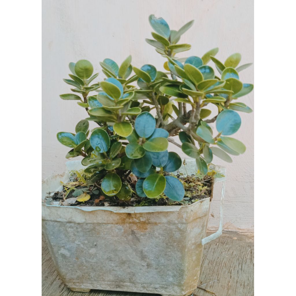 bonsai dollar mangkok